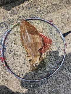 コウイカの釣果