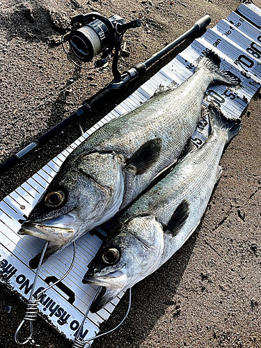 シーバスの釣果