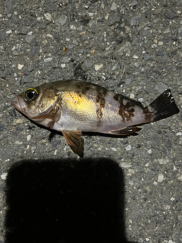 メバルの釣果