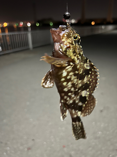 カサゴの釣果