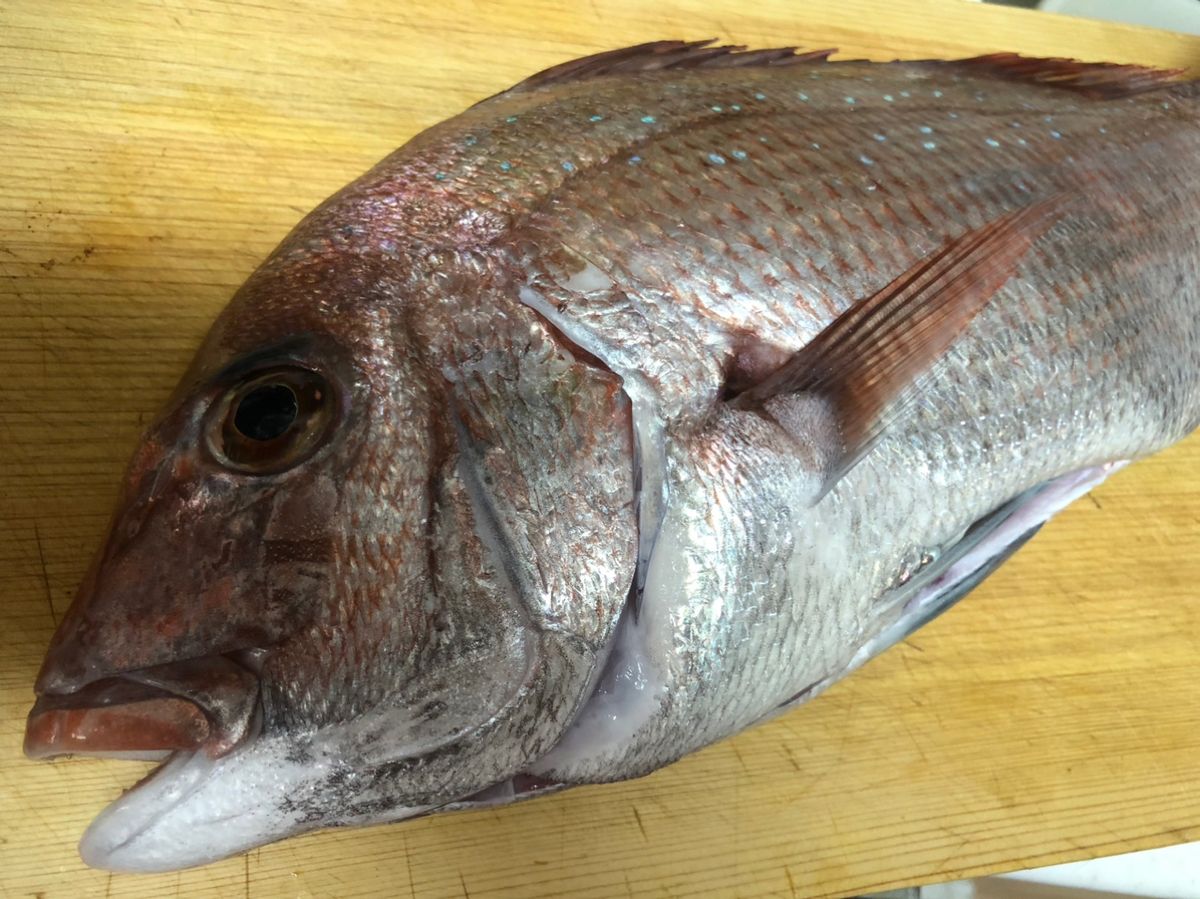 ズンドコベロンチョさんの釣果 1枚目の画像