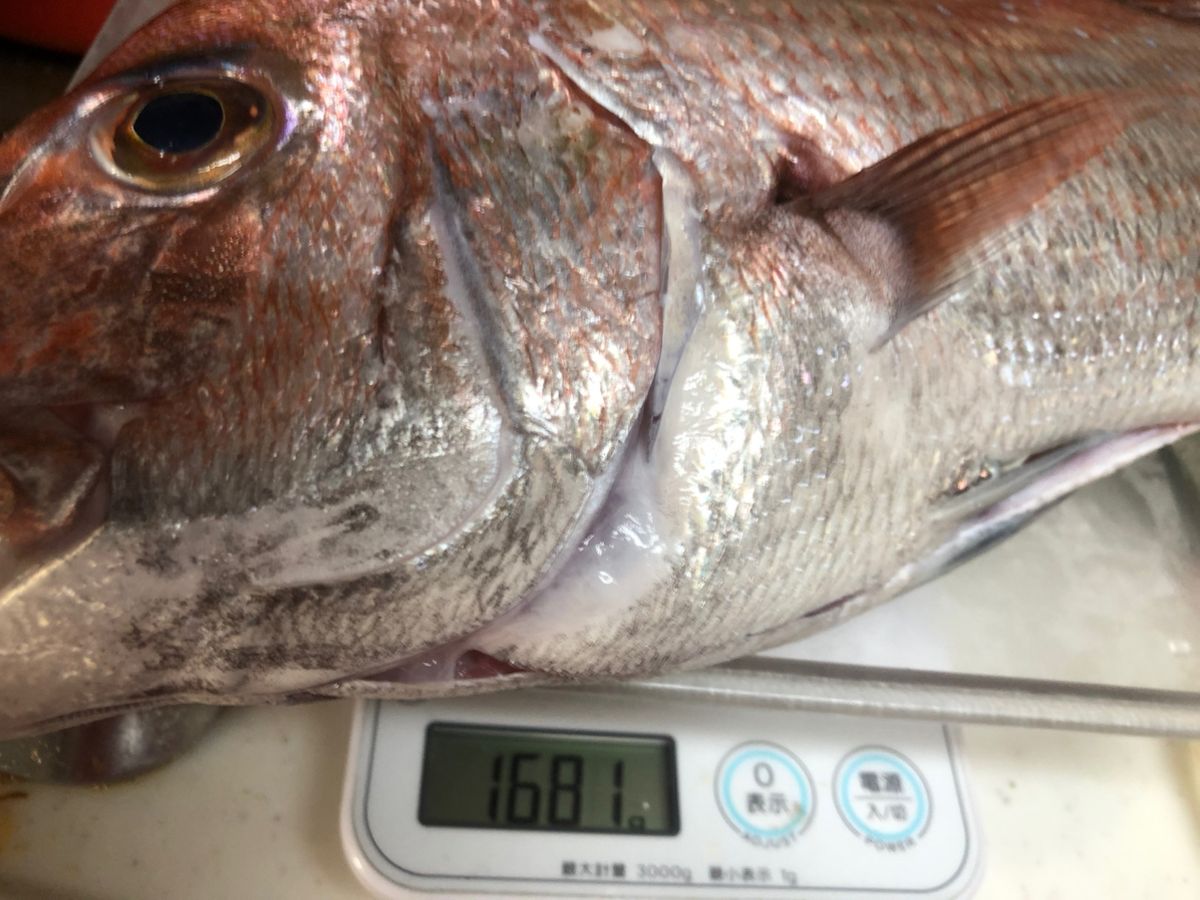 ズンドコベロンチョさんの釣果 2枚目の画像