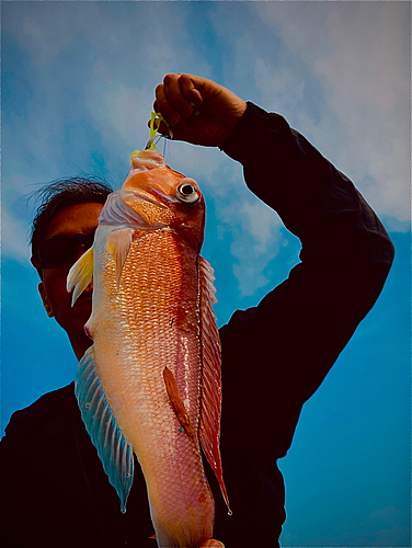 アカアマダイの釣果