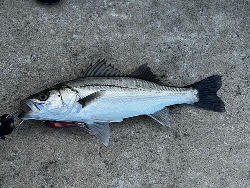 スズキの釣果