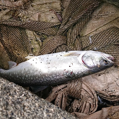 アメマスの釣果