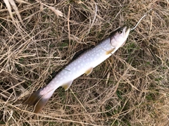 アメマスの釣果