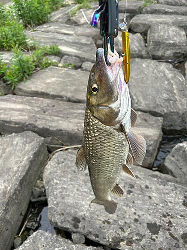 ニゴイの釣果