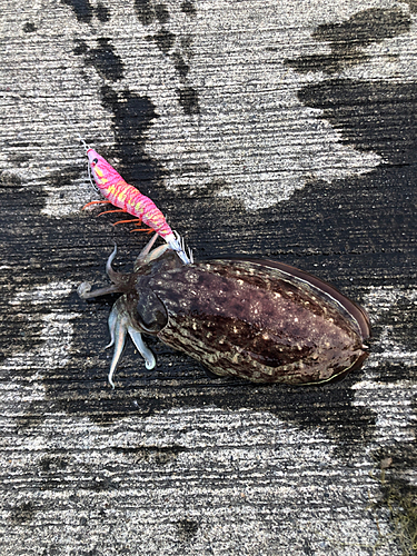 コウイカの釣果