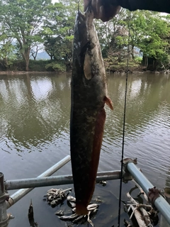 ニホンナマズの釣果