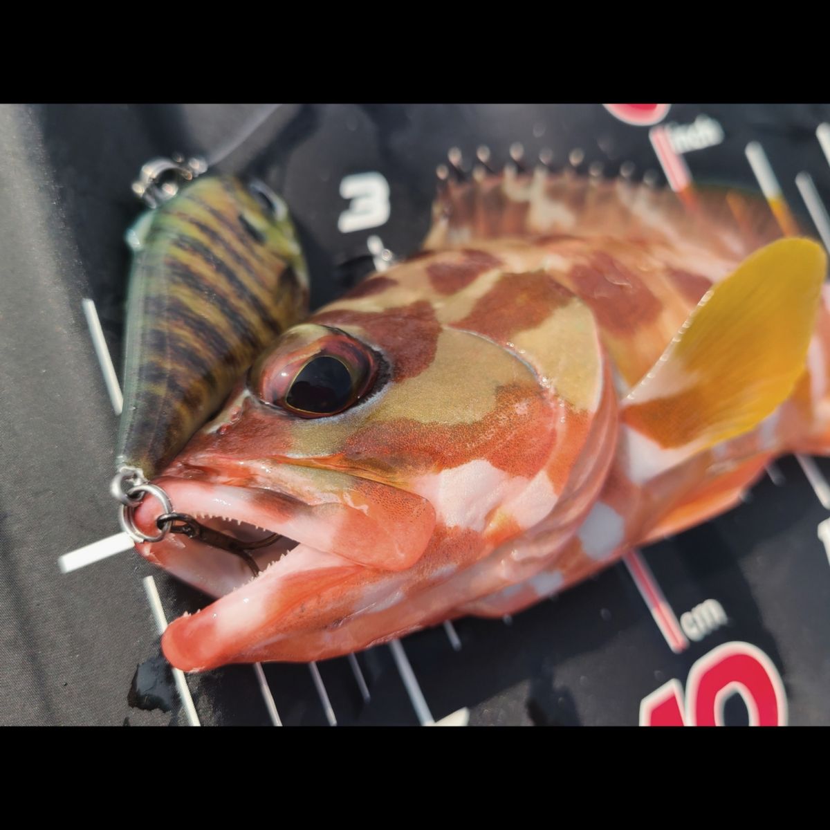 KOHA【オーエムFISHING】さんの釣果 1枚目の画像