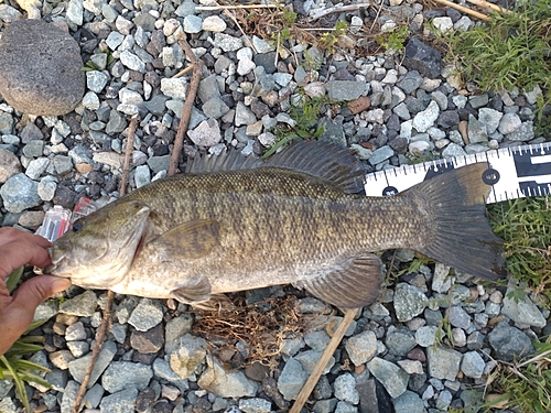 スモールマウスバスの釣果