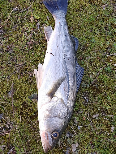 セイゴ（マルスズキ）の釣果