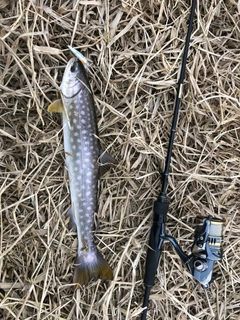 アメマスの釣果