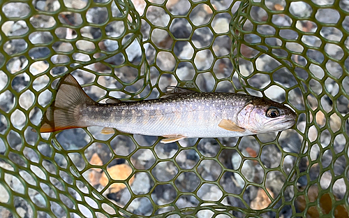 イワナの釣果