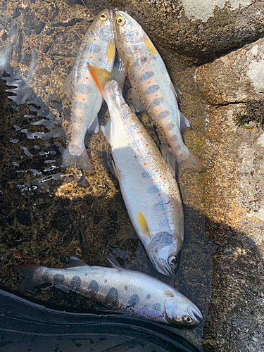 アマゴの釣果