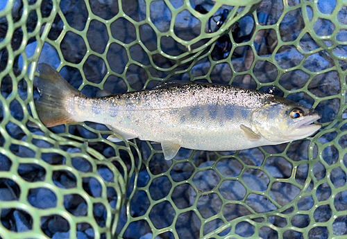 ヤマメの釣果