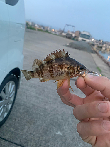 メバルの釣果