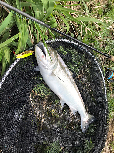 サクラマスの釣果