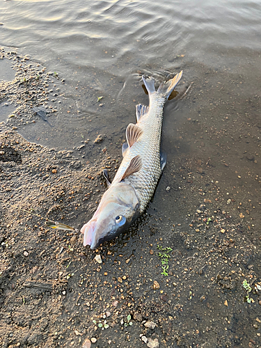 ニゴイの釣果