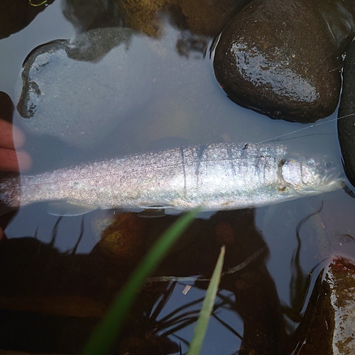 イワナの釣果