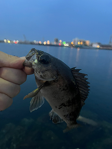 クロメバルの釣果