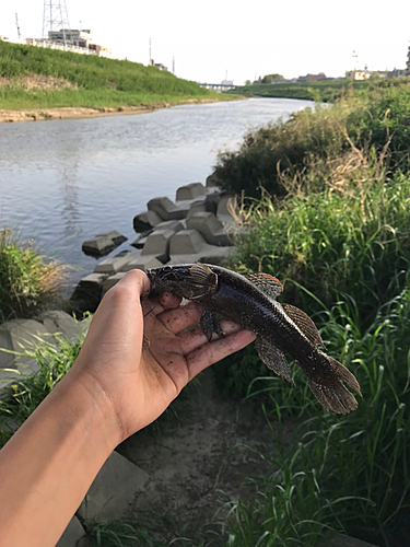 カワアナゴの釣果