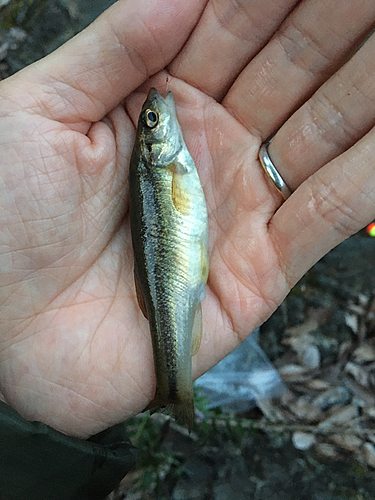 アブラハヤの釣果