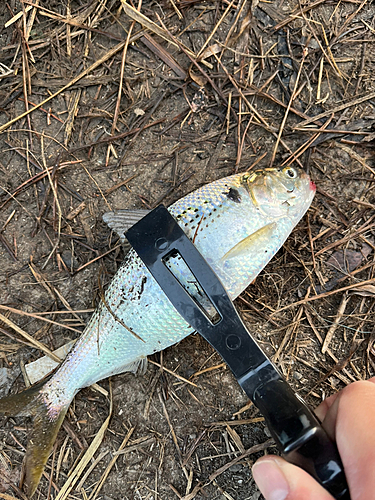 コノシロの釣果