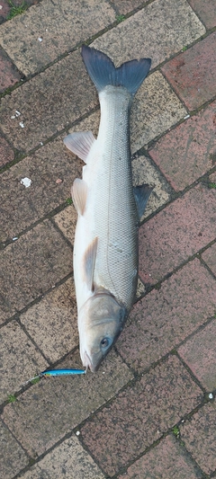 ウグイの釣果