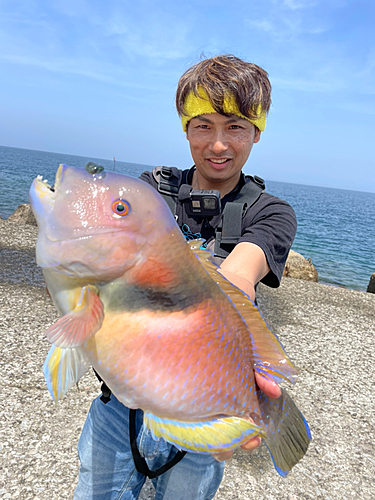 イラの釣果