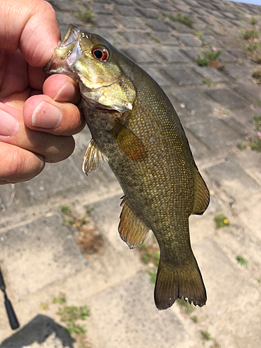 スモールマウスバスの釣果