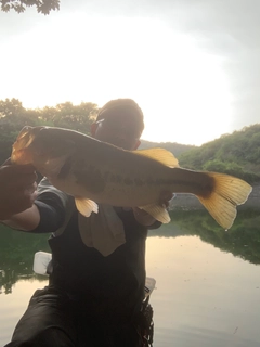 ブラックバスの釣果