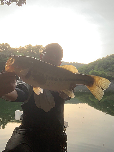 ブラックバスの釣果