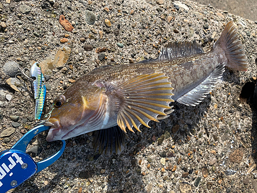 アイナメの釣果