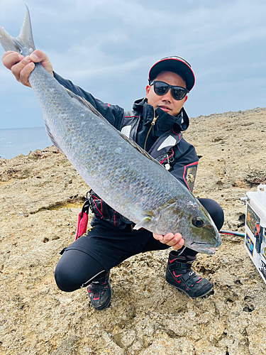 アオチビキの釣果