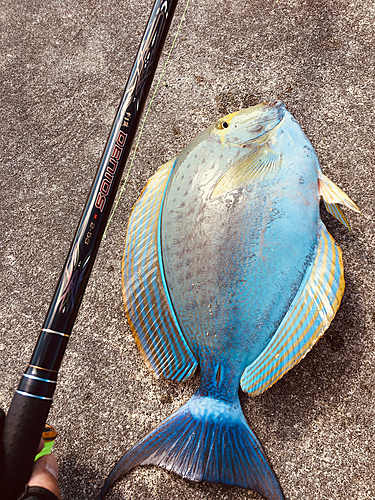 トカジャーの釣果