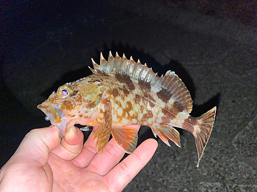 カサゴの釣果