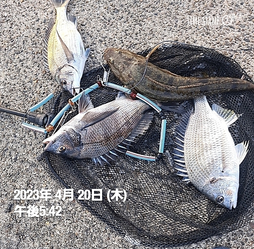 チヌの釣果