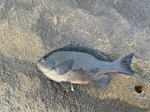 メジナの釣果