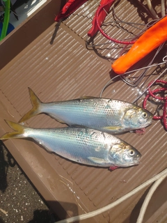 コノシロの釣果