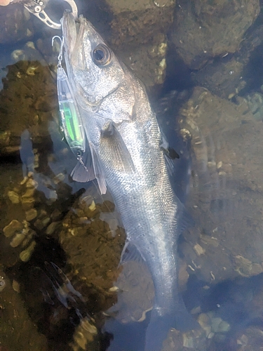 セイゴ（マルスズキ）の釣果