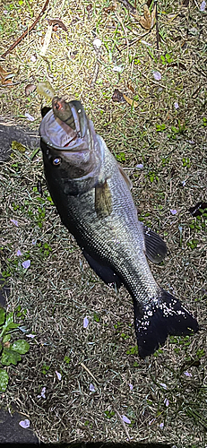 ブラックバスの釣果