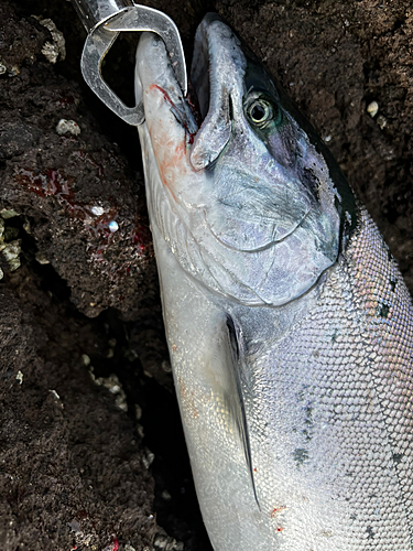 サクラマスの釣果