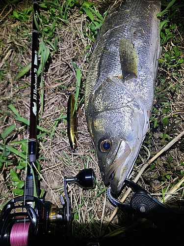 マルスズキの釣果