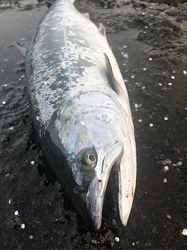 ウミサクラの釣果