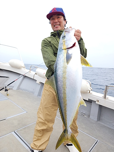 ヒラマサの釣果