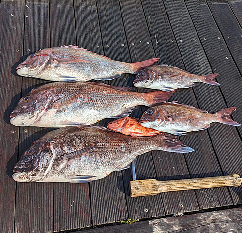 マダイの釣果