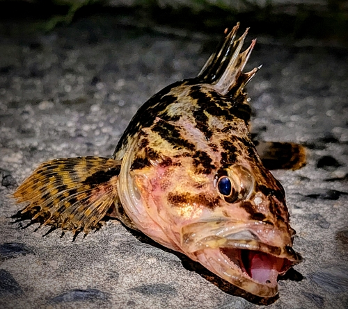 タケノコメバルの釣果