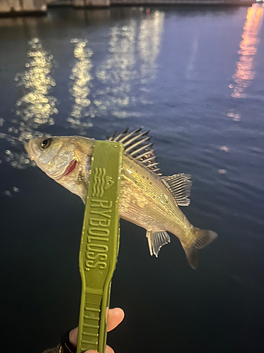 セイゴ（マルスズキ）の釣果