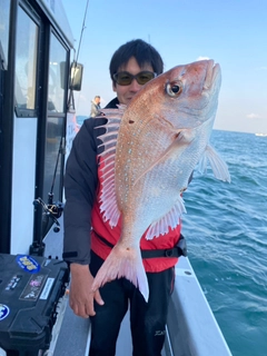 マダイの釣果